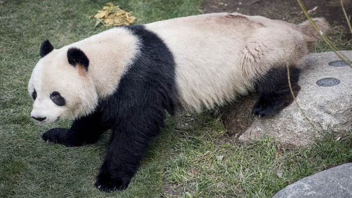 World’s oldest captive giant panda passes away at 38