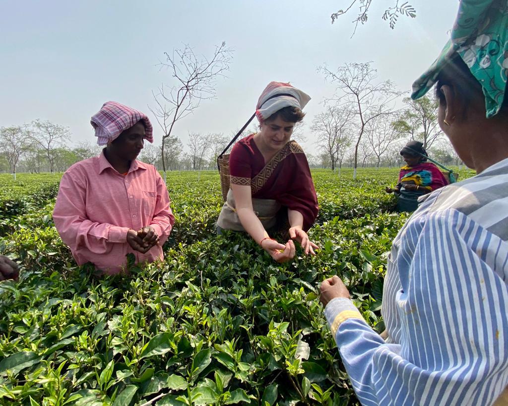 असम: चाय बागान मजदूरों से मिलीं प्रियंका गांधी, टोकरी माथे पर लगाकर तोड़ीं चाय की पत्तियां