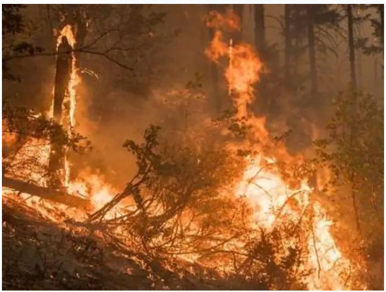 ओरेगन में लगी आग ने लिया विकराल रूप, एक दिन में 20 हजार एकड़ से ज्यादा भूमि को लिया अपनी चपेट में