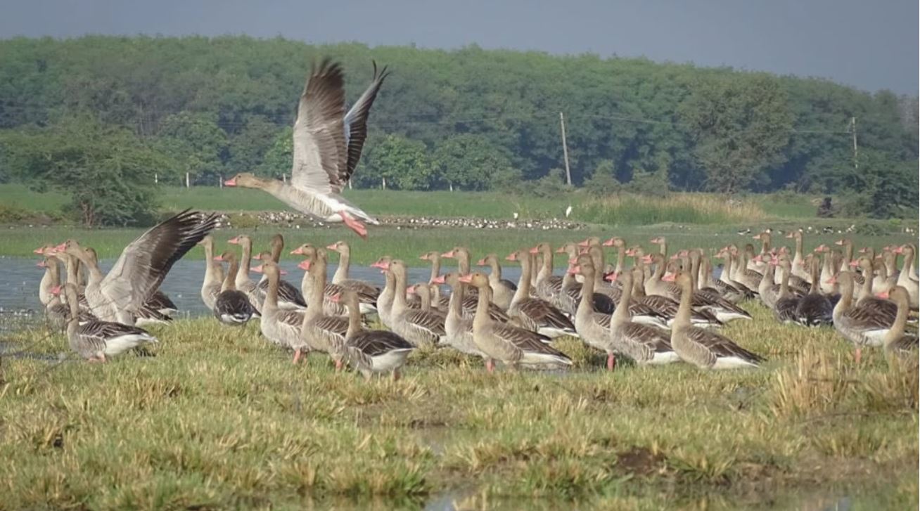 भारत के चार और आर्द्र स्थलों को अंतर्राष्ट्रीय महत्व के आर्द्र स्थलों की रामसर सूची में जोड़ा गया