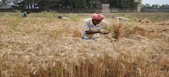 विभिन्न फसलों के लिए न्यूनतम समर्थन मूल्‍य